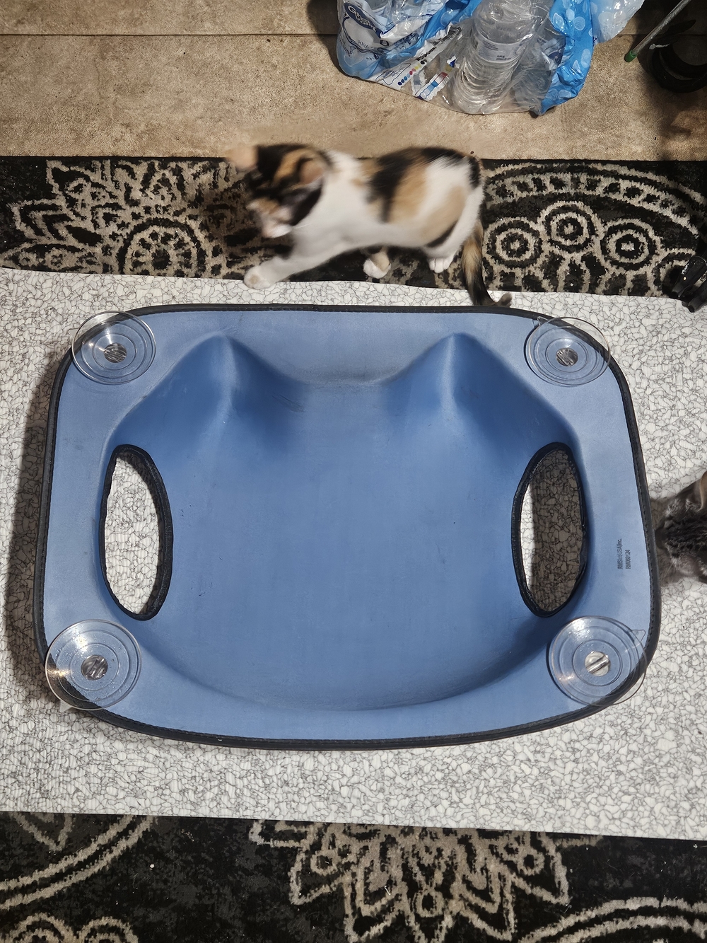 Blue Suction-Cup Window Cat Bed - Cozy Raised Lounger